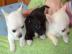 S�sse MINI+NORMAL Chihuahua Welpen -