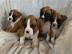 S��e Boxer Welpen