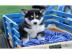 Gesunde Siberian Husky Welpen zur Verf�g