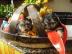 Yorkies-Welpen m�nnlich und weiblich Fli