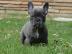 Bildsch�ne Franz.  Bulldoggen in verschie