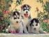 Siberian Husky Welpen Sibirische Huskyw