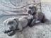 Siberian Husky Welpen suchen ihr neues Z