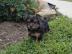 Loving Available Yorshire Terrier W ?