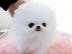 Zwergspitz Pomeranian welpen mit Papiere