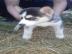Siberian Husky Welpen