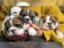 Englisch Bulldoggen Welpen