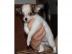 Super MINI MINI Chihuahua Welpen !!!