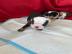 Englische Bulldoggenwelpen