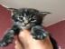Wundersch�ne Maine-Coon-Katzen abzugeben