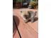 Exclusive Zwergspitz Pomeranian Welpen M