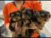 Wundersch?ne Yorshire Terrier Welpen.  Yo