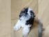 Charmante Babyschlampe Shih Tzu welpen