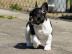 Franz�sische Bulldoggen Welpen
