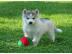 **Reinrassiger Sibirische Husky**