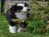 Australian Shepherd Welpen mit ASCA Papi