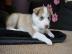 S??e sibirische Husky-Welpen zu verkaufe