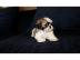 Sch�ne sch�ne Shih Tzu Welpen