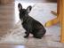 Franz�sische Bulldogge Welpen in blau mi