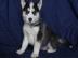 Siberian Husky mit SHC/VDH Papieren aus