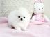 POMERANIAN WELPEN MIT PAPIEREN