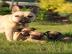 Zwinger bietet Franz�sische Bulldogge