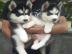 SIBERIAN HUSKY Welpen