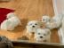 S??e Mini Malteser Welpen
