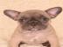 Franz�sisch Bulldog Welpen abgabebereit