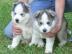 Sch�ne AKC zertifiziert Siberian Huskies