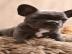 Wundersch?ne Franz?sische Bulldoggen Wel