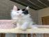 Reinrassige Maine-Coon-K�tzchen