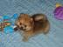Pomeranian - Zwerg - und Kleinspitz
