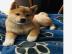 Shiba Inu Welpe zu verschenken
