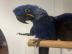 Zazu sucht ein neues Zuhause