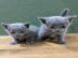 ~Wundersch�ne Russisch Blau Kitten~