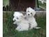 Malteser-Babys aus o�