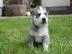 reinrassige Siberian Husky Welpen