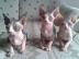 verkaufe 3 Canadian Sphynx Kitten