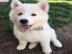 reinrassige Siberian Husky Welpen