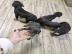 Dobermann Welpen
