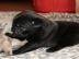 Super s��e mini Mops Welpen mit papieren