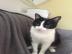 RAYA, kastrierte und geimpfte Katze erh�