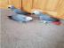 M?nnchen und Weibchen Graupapageien-mit-