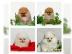 Pomeranian Zwergspitz wei? Mini