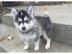 Hochwertiger registrierter Pomsky