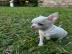 Chihuahua Welpen Chihuahua welpen Ahnen