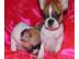 Franz�sische Bulldogge (Welpen)