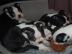 Boston Terrier Welpen mit Papieren!