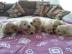 Reinrassige Golden Retriever Welpen